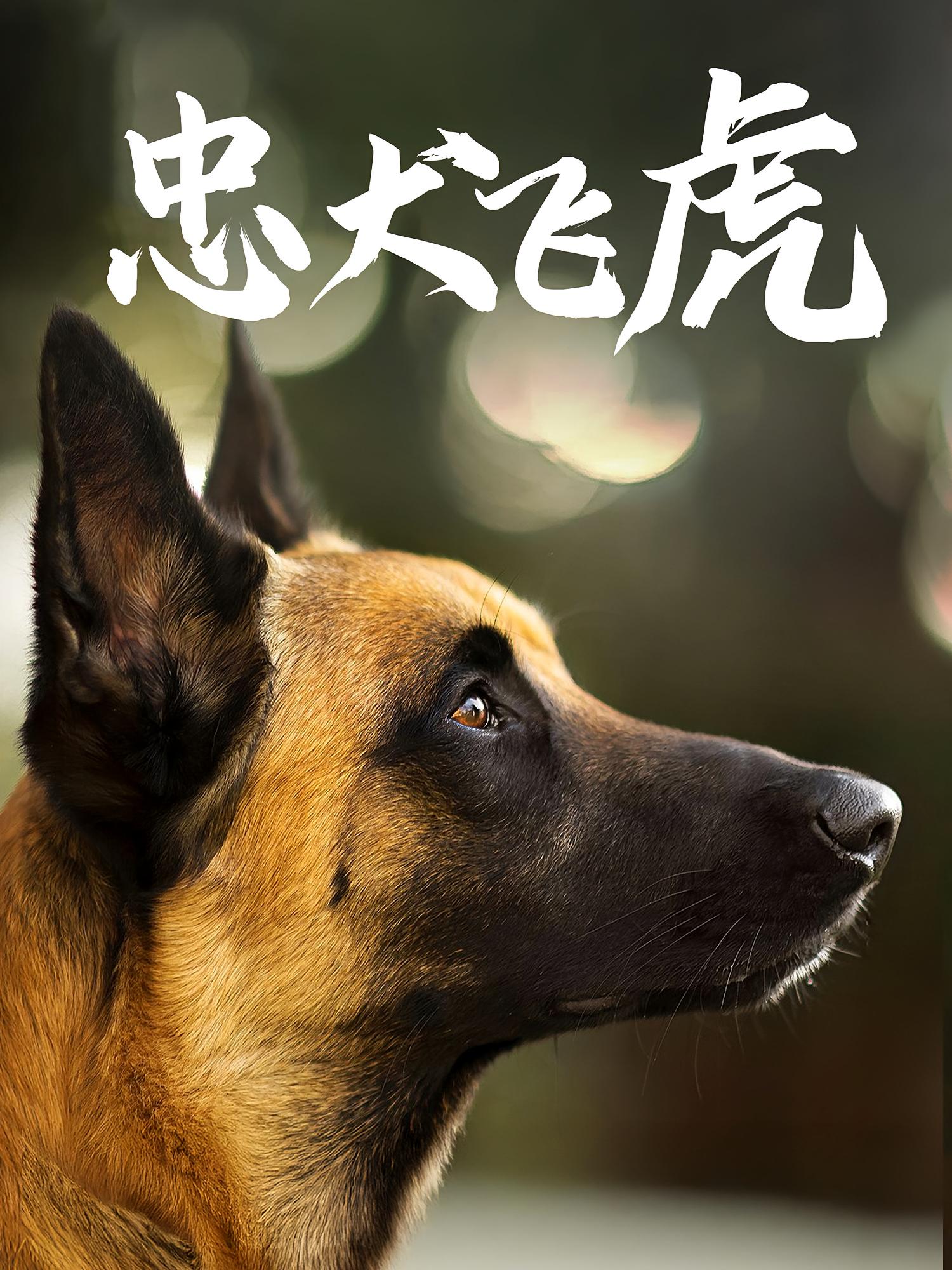 热门短剧《忠犬飞虎（33集）吴桂洲&谭镁纶》 全集完整版免费在线观看播放未删减版资源，短剧百度网盘夸克网盘免费资源速存分享下载  第1张